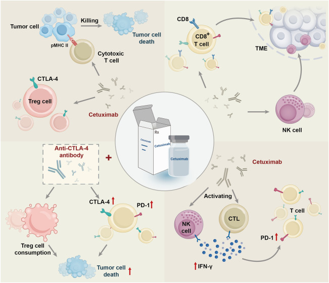 Induction Therapy for Locally Advanced Head and Neck Squamous Cell Carcinoma.