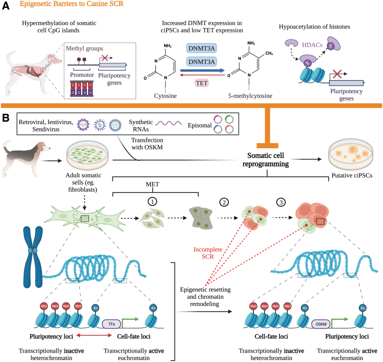 Opening the "Black Box" Underlying Barriers to the Use of Canine Induced Pluripotent Stem Cells: A Narrative Review.