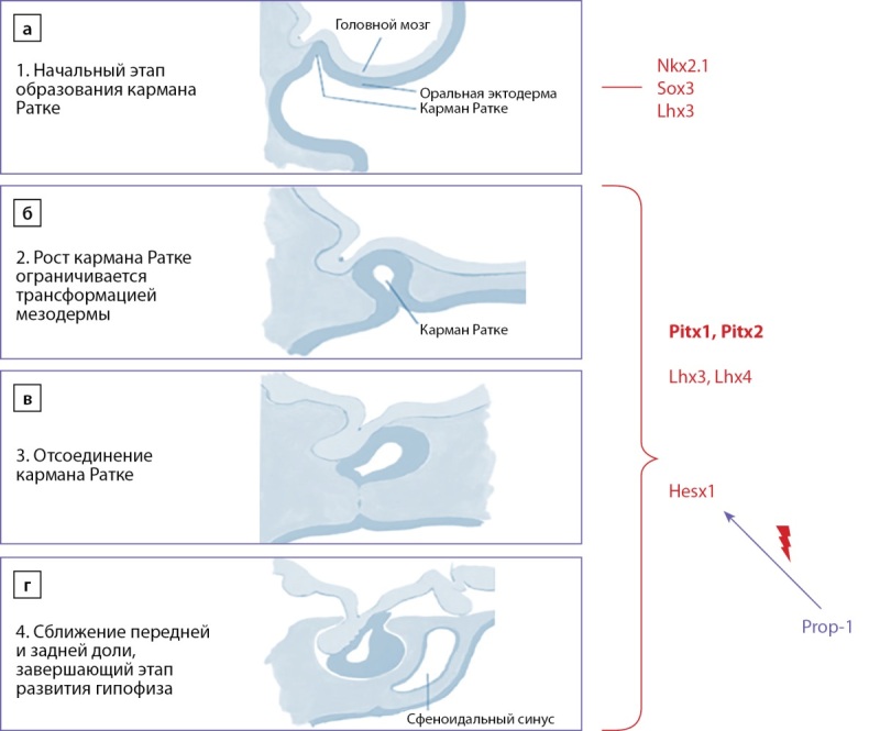 [Modern concepts of genetic and immunohistochemical features of prolactin-secreting pituitary adenomas].