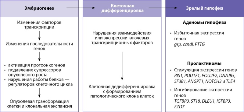 [Modern concepts of genetic and immunohistochemical features of prolactin-secreting pituitary adenomas].