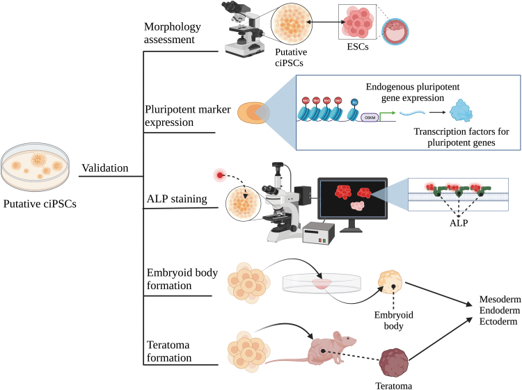 Opening the "Black Box" Underlying Barriers to the Use of Canine Induced Pluripotent Stem Cells: A Narrative Review.