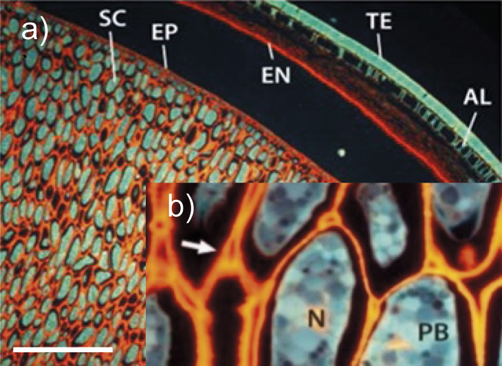 Enzymatic Pretreatment of Plant Cells for Oil Extraction.