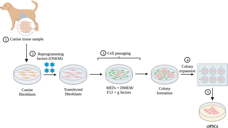 Opening the "Black Box" Underlying Barriers to the Use of Canine Induced Pluripotent Stem Cells: A Narrative Review.