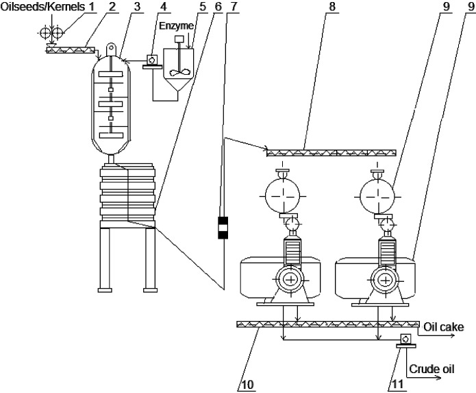 Enzymatic Pretreatment of Plant Cells for Oil Extraction.