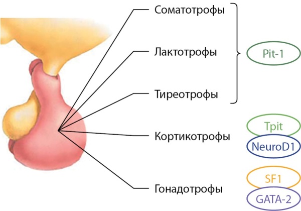 [Modern concepts of genetic and immunohistochemical features of prolactin-secreting pituitary adenomas].