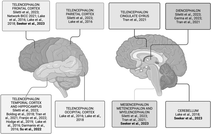 Neural cell diversity in the light of single-cell transcriptomics.
