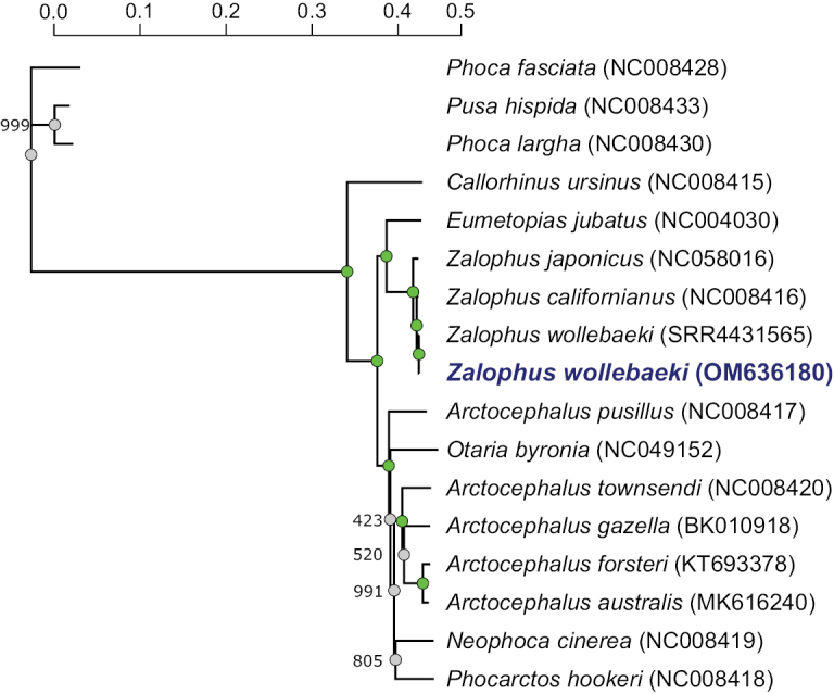 ﻿Complete mitochondrial genome of the Galápagos sea lion, <i>Zalophuswollebaeki</i> (Carnivora, Otariidae): paratype specimen confirms separate species status.