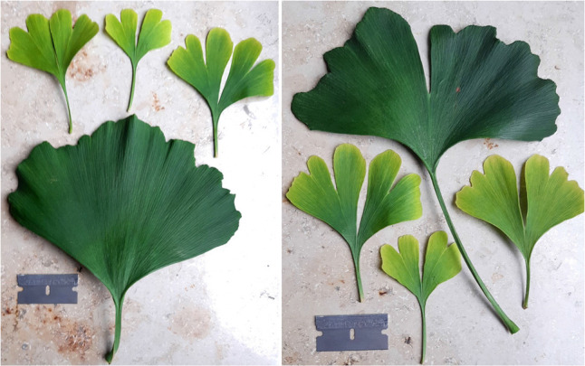 Strong increase of photosynthetic pigments and leaf size in a pruned <i>Ginkgo biloba</i> tree.