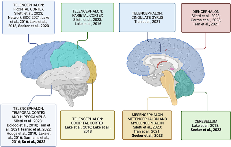 Neural cell diversity in the light of single-cell transcriptomics.
