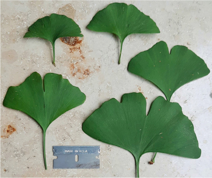 Strong increase of photosynthetic pigments and leaf size in a pruned <i>Ginkgo biloba</i> tree.