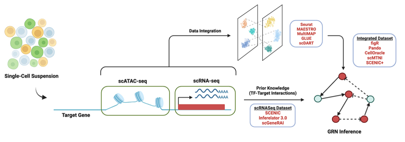 Neural cell diversity in the light of single-cell transcriptomics.