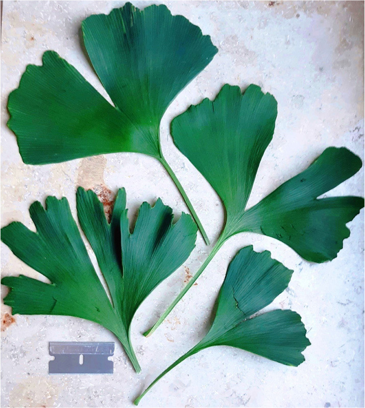 Strong increase of photosynthetic pigments and leaf size in a pruned <i>Ginkgo biloba</i> tree.