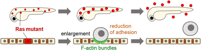 Zebrafish imaging reveals hidden oncogenic-normal cell communication during primary tumorigenesis.