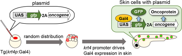 Zebrafish imaging reveals hidden oncogenic-normal cell communication during primary tumorigenesis.