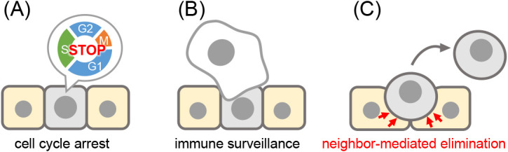 Zebrafish imaging reveals hidden oncogenic-normal cell communication during primary tumorigenesis.