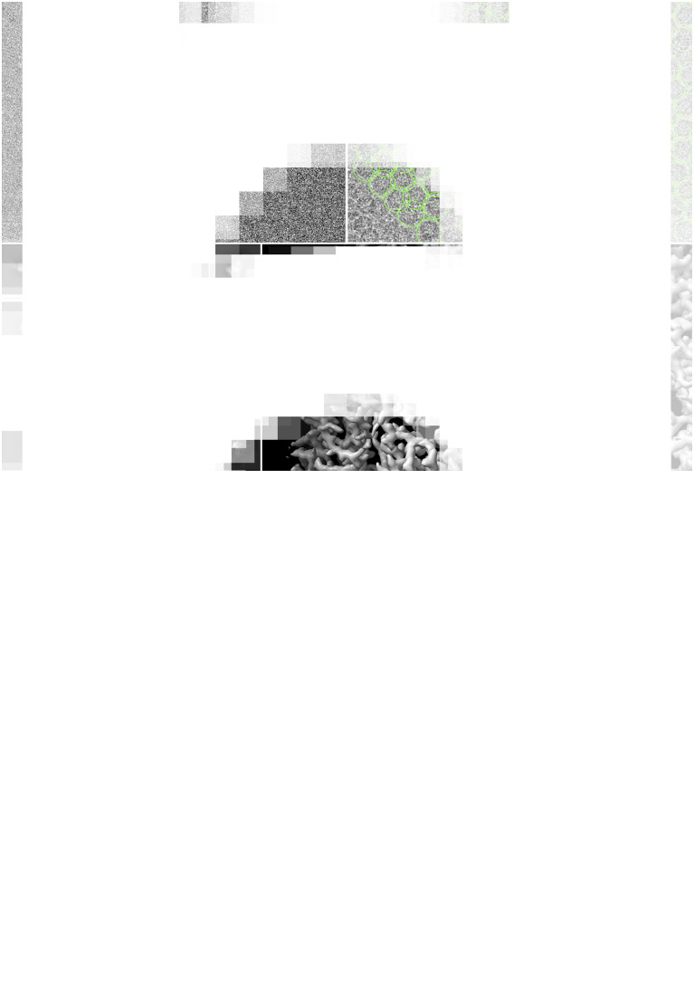 Scipion3: A workflow engine for cryo-electron microscopy image processing and structural biology.