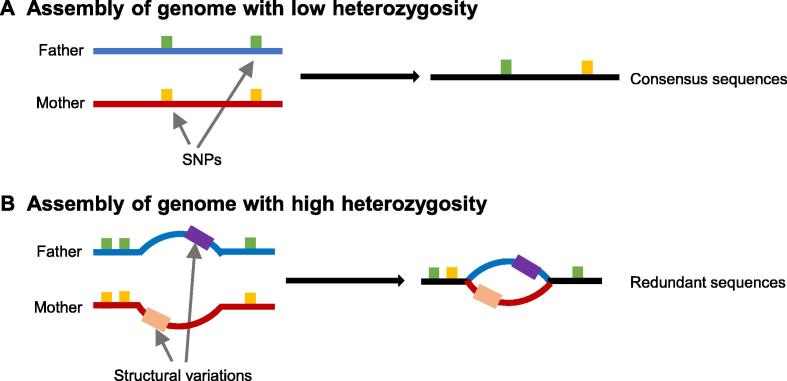 Recent Advances in Assembly of Complex Plant Genomes