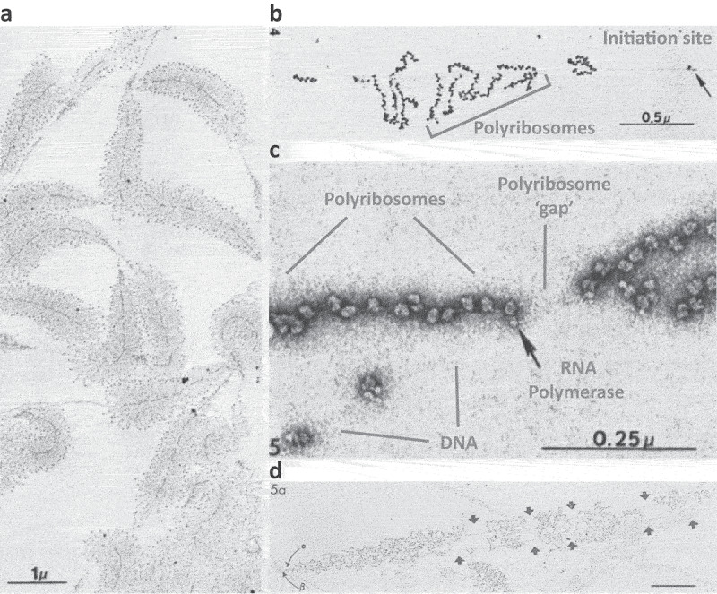 Understanding spatiotemporal coupling of gene expression using single molecule RNA imaging technologies.