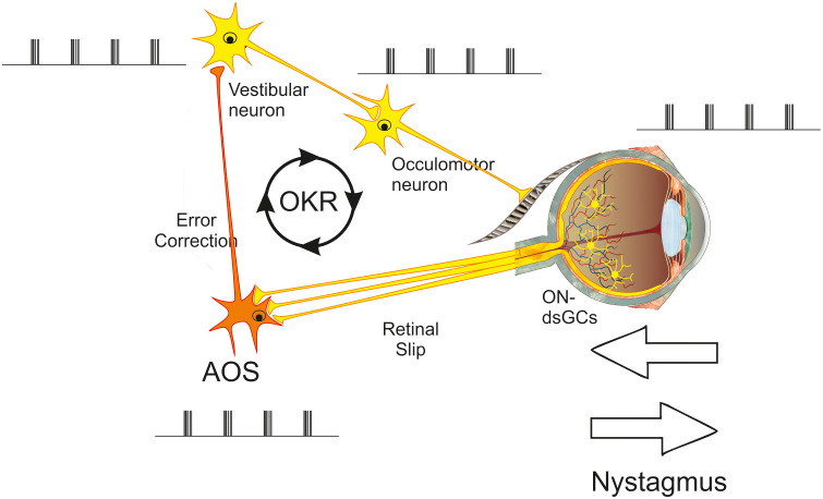 A retinal origin of nystagmus-a perspective.