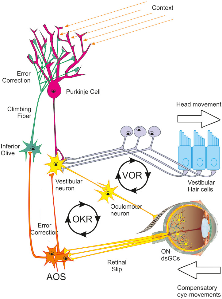 A retinal origin of nystagmus-a perspective.