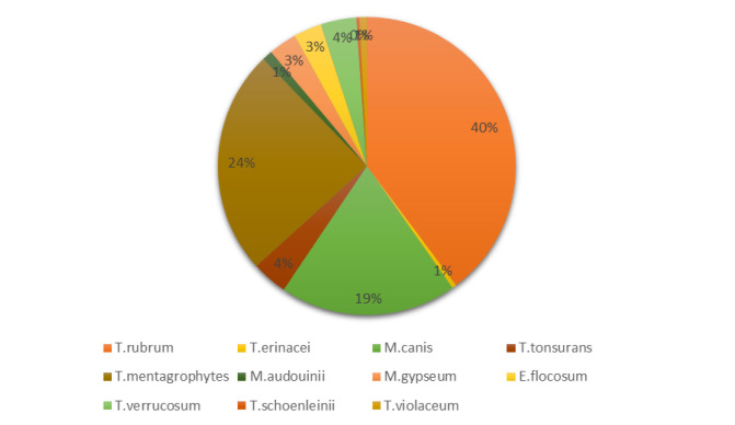Updates on Tinea Incognita: Literature review.