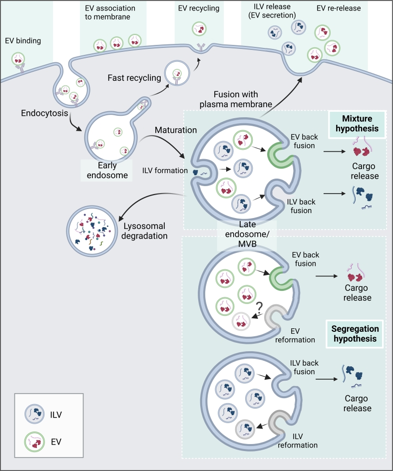 Breaking free: endocytosis and endosomal escape of extracellular vesicles.