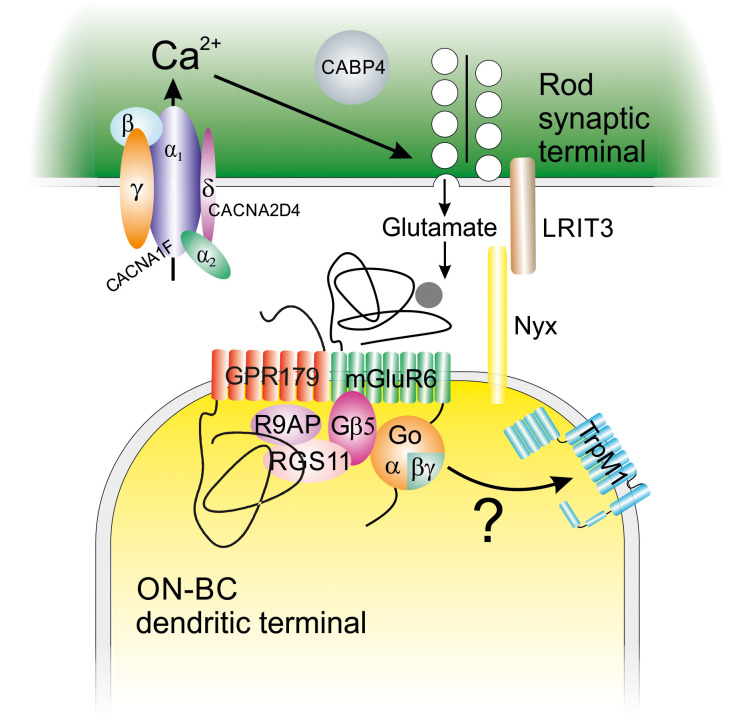 A retinal origin of nystagmus-a perspective.