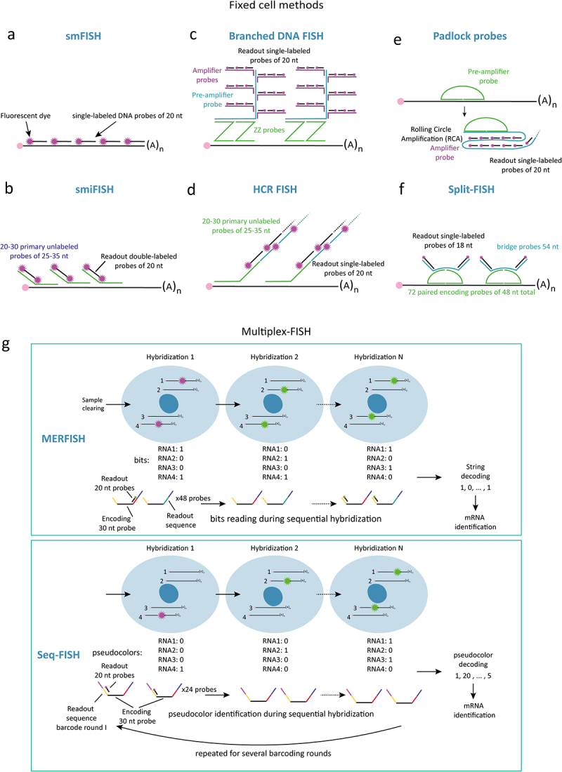 Understanding spatiotemporal coupling of gene expression using single molecule RNA imaging technologies.