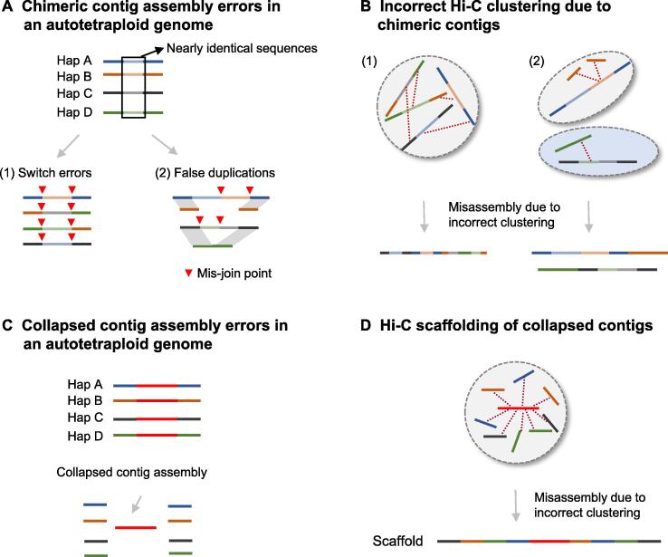 Recent Advances in Assembly of Complex Plant Genomes