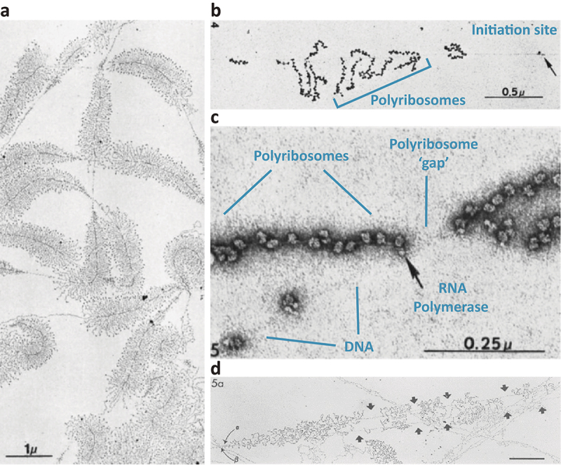Understanding spatiotemporal coupling of gene expression using single molecule RNA imaging technologies.