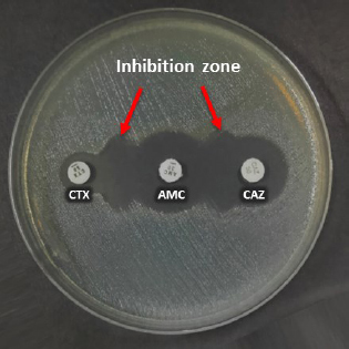 Prevalence of the <i>bla</i><sub>CTX-M</sub> and <i>bla</i><sub>TEM</sub> genes among extended-spectrum beta lactamase-producing <i>Escherichia coli</i> isolated from broiler chickens in Indonesia.