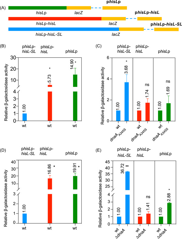A DnaA-dependent riboswitch for transcription attenuation of the <i>his</i> operon.