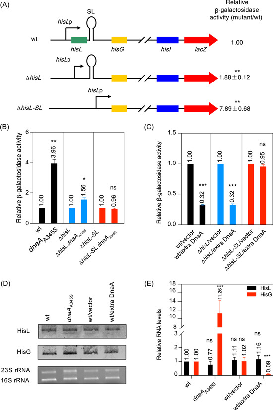 A DnaA-dependent riboswitch for transcription attenuation of the <i>his</i> operon.