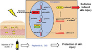 Erb-(IL10)2 ameliorates radiation-induced skin injury through eliminate oxygen free radicals.