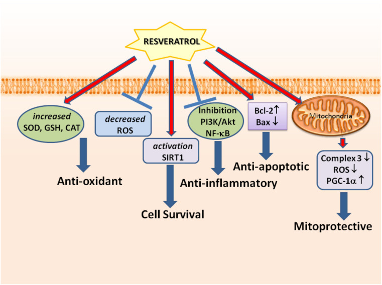 Resveratrol in Neurodegeneration, in Neurodegenerative Diseases, and in the Redox Biology of the Mitochondria.