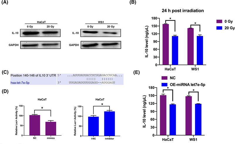 Erb-(IL10)2 ameliorates radiation-induced skin injury through eliminate oxygen free radicals.
