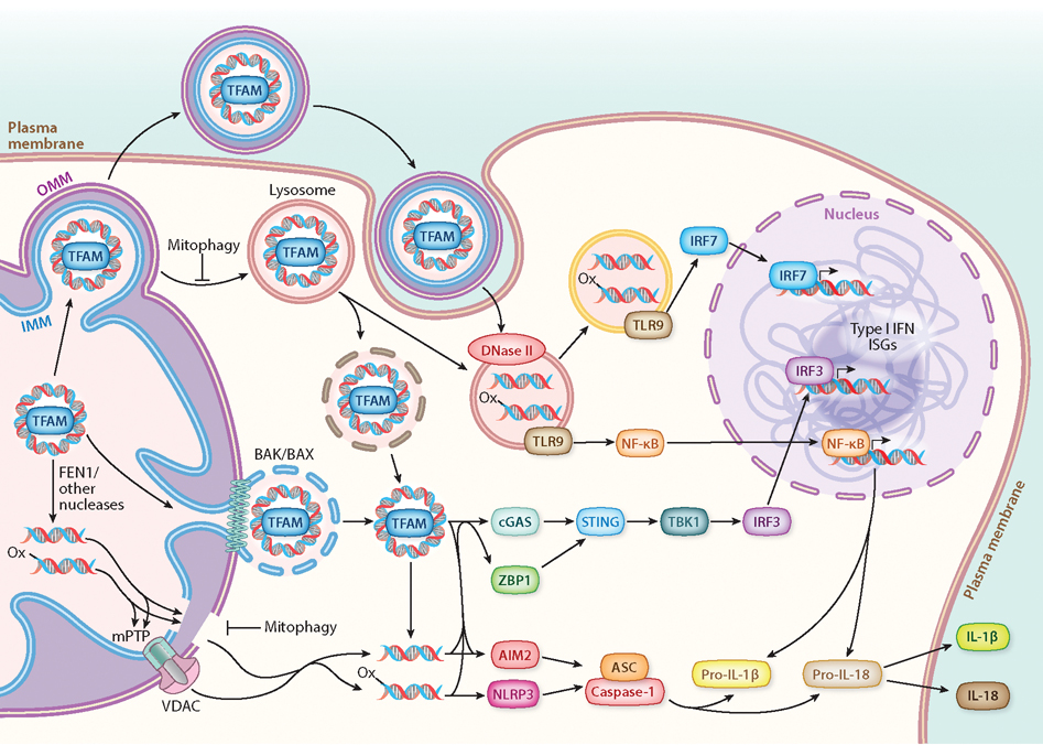 Mitochondrial DNA Release in Innate Immune Signaling.
