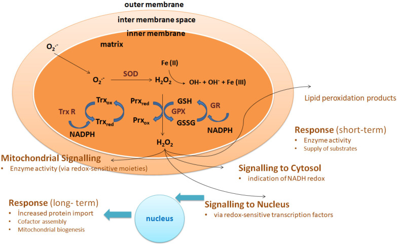 Resveratrol in Neurodegeneration, in Neurodegenerative Diseases, and in the Redox Biology of the Mitochondria.