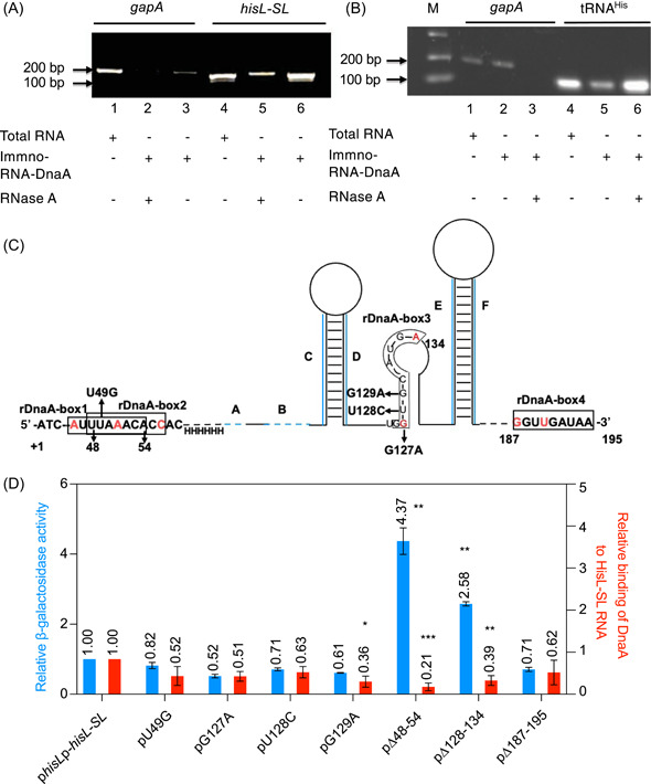 A DnaA-dependent riboswitch for transcription attenuation of the <i>his</i> operon.