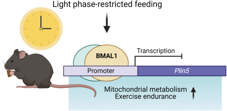 Sleep-time eating boosts exercise endurance.