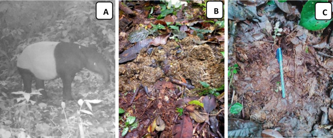 Species Distribution Model for the Asian Tapir and Vegetation Characteristics of Batang Gadis National Park, North Sumatra, Indonesia.