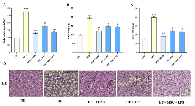 The Effect of Lipopolysaccharide-Stimulated Adipose-Derived Mesenchymal Stem Cells on NAFLD Treatment in High-Fat Diet-Fed Rats.