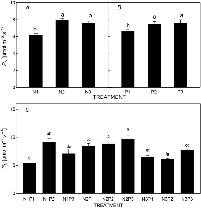 Influence of nitrogen and phosphorus additions on parameters of photosynthesis and chlorophyll fluorescence in <i>Cyclocarya paliurus</i> seedlings.