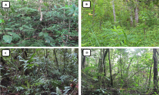 Species Distribution Model for the Asian Tapir and Vegetation Characteristics of Batang Gadis National Park, North Sumatra, Indonesia.