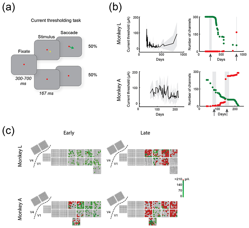 Chronic stability of a neuroprosthesis comprising multiple adjacent Utah arrays in monkeys.