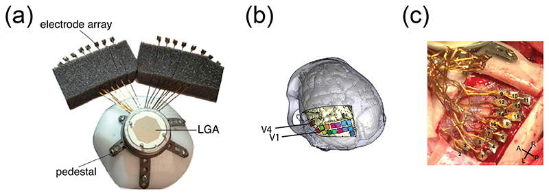Chronic stability of a neuroprosthesis comprising multiple adjacent Utah arrays in monkeys.