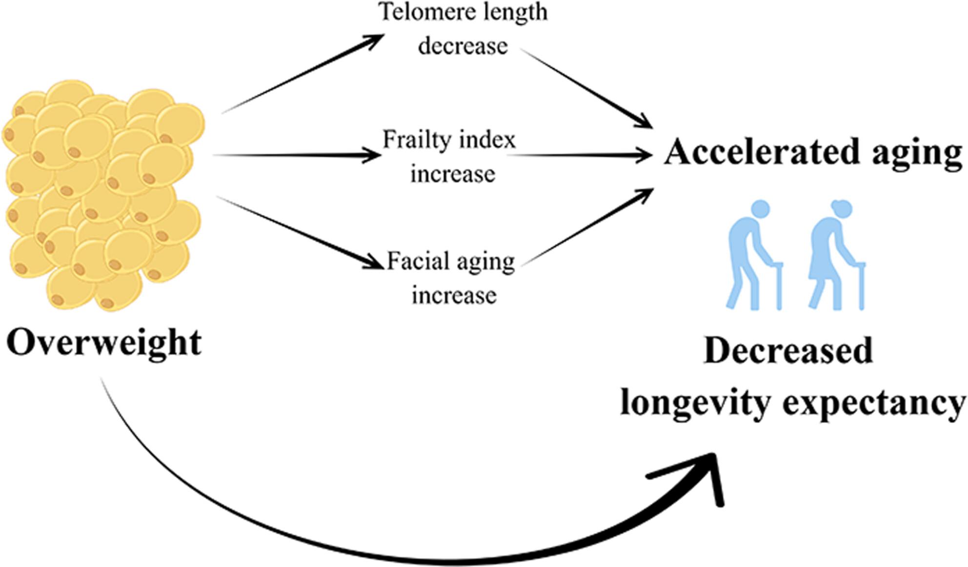 Mendelian randomization supports causality between overweight status and accelerated aging