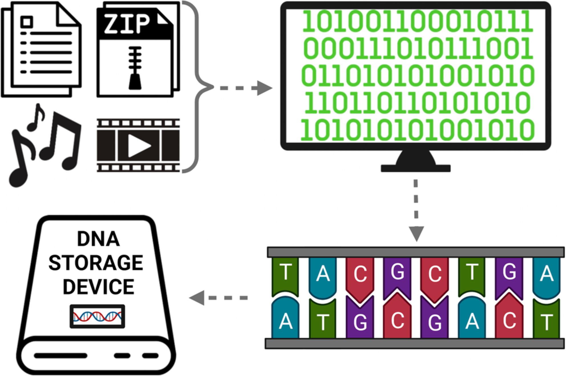 Leveraging nature to advance data storage: DNA as a storage medium