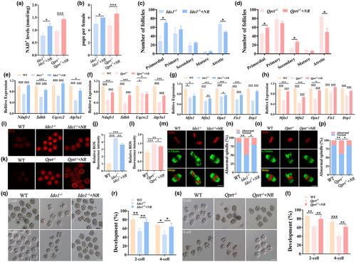 Deletion of enzymes for de novo NAD+ biosynthesis accelerated ovarian aging