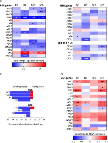 The role of aging and brain-derived neurotrophic factor signaling in expression of base excision repair genes in the human brain